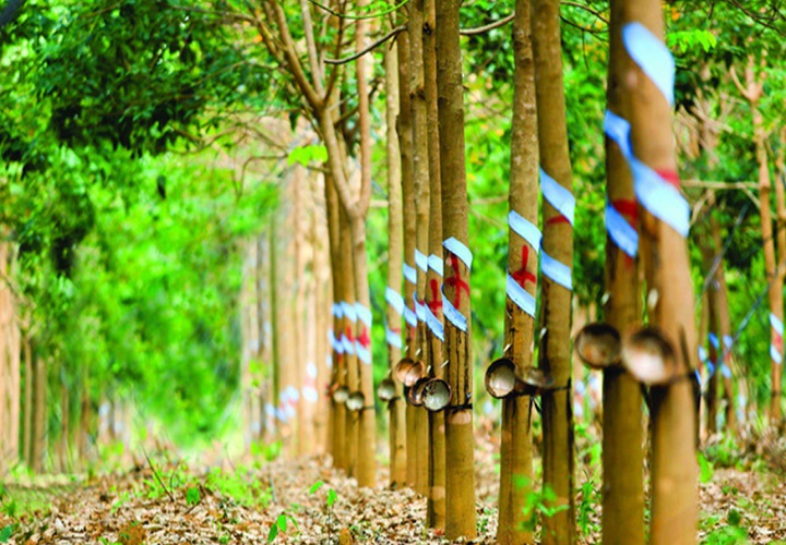 Nguồn gốc cây cao su ở Việt Nam