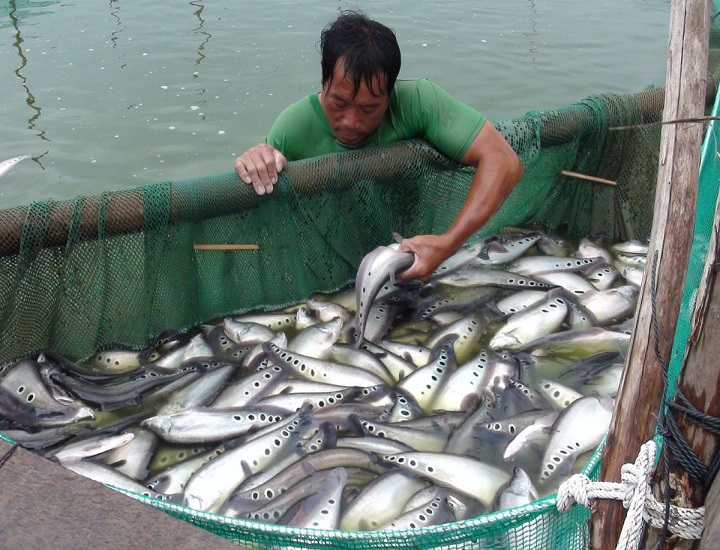 Cá thác lác có mấy loại Thành phần dinh dưỡng của cá thác lác