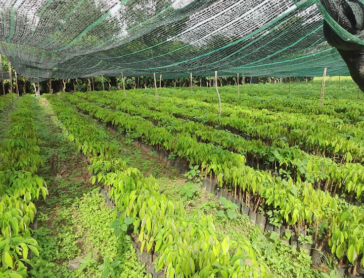 Cách chăm sóc cao su mới trồng để đạt năng suất cao nhất