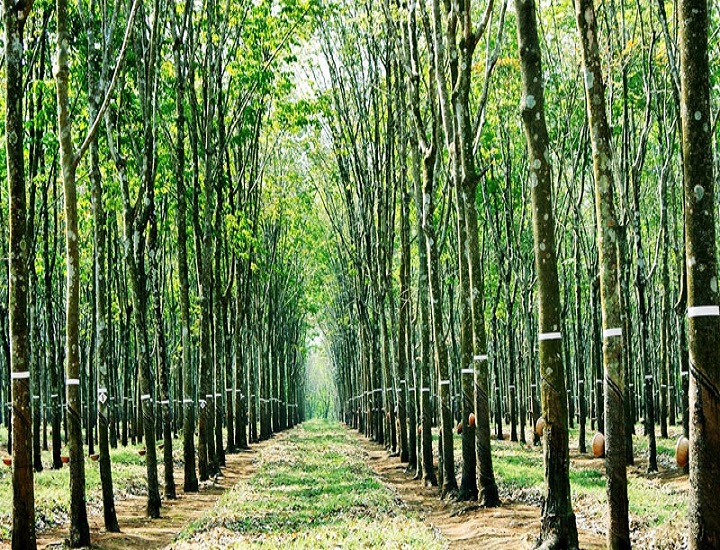 Cây cao su quang hợp như thế nào trong môi trường tự nhiên