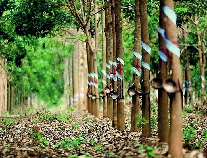 Cây cao su quang hợp như thế nào trong môi trường tự nhiên