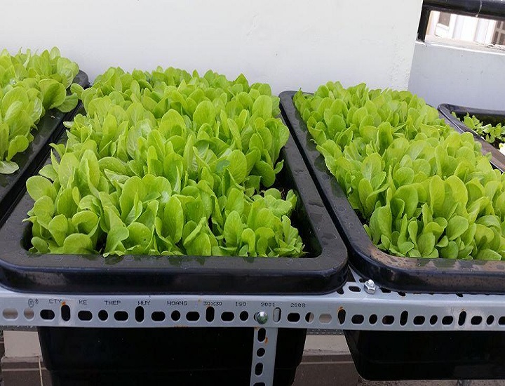 Dùng sóng nhựa bít trồng rau có tốt không?