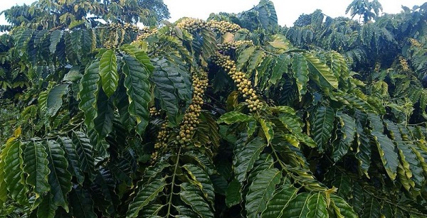 Mật độ trồng cây cà phê xanh lùn