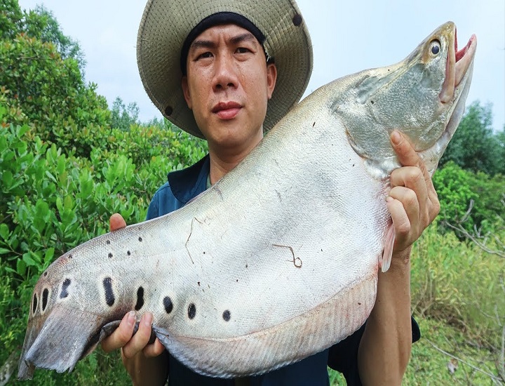 Kỹ thuật nuôi cá thác lác đồng trong ao đất lót bạt