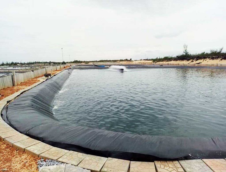 Kỹ thuật nuôi cá thác lác đồng trong ao đất lót bạt
