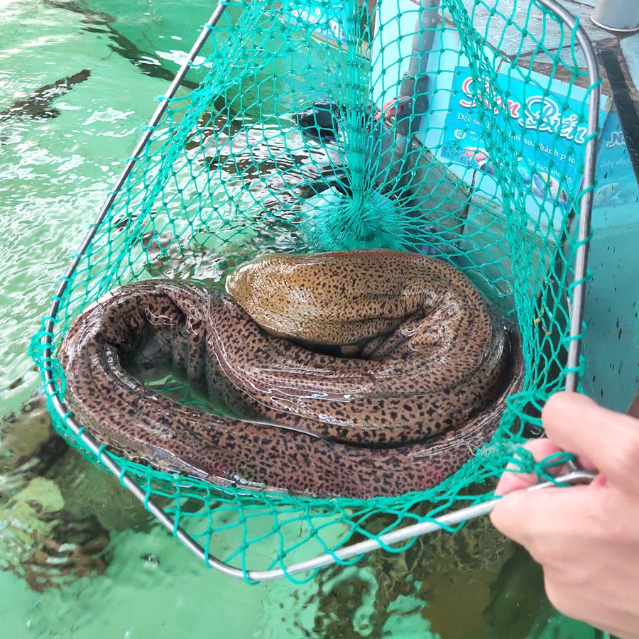 Nuôi cá chình trong bể lót bạt năng suất cao thu hoạch nhanh