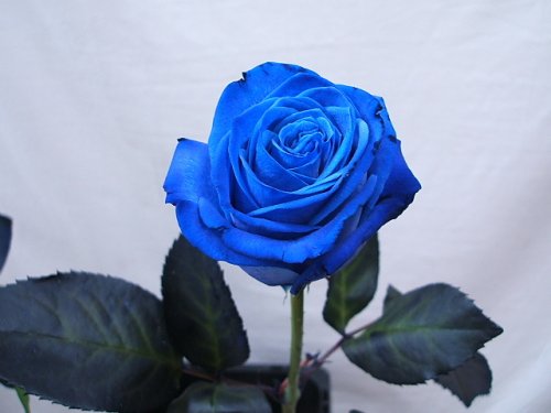 Xem hình ảnh hoa hồng xanh đẹp nhất