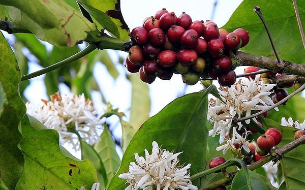 Cà phê ra hoa vào tháng mấy - Doanh Thương