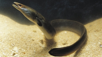 Cá chình bạch tử là gì hiếm đến mức nào mà được ví như vàng trắng? - Doanh Thương