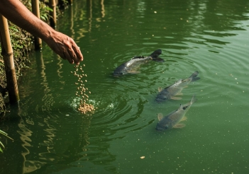 Cho cá chép ăn gì nhanh lớn để rút ngắn thời gian nuôi? - Doanh Thương