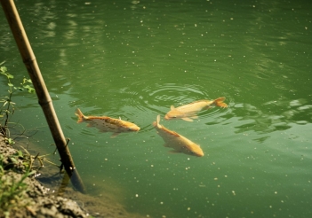 Công nghệ nuôi cá chép giòn nào đang được áp dụng nhiều? - Doanh Thương