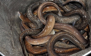 Nuôi cá chình trong bể lót bạt năng suất cao thu hoạch nhanh - Doanh Thương