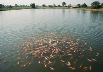 Kỹ thuật nuôi cá điêu hồng trong ao đất dễ áp dụng thực tế - Doanh Thương
