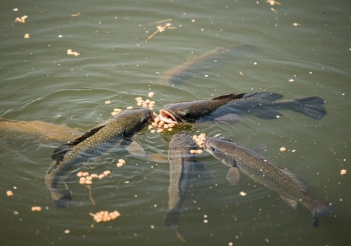 Kỹ thuật nuôi cá lóc bằng thức ăn công nghiệp hạn chế ô nhiễm nước - Doanh Thương