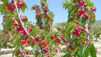 Trái cherry trồng ở đâu và điều kiện khí hậu phù hợp - Doanh Thương