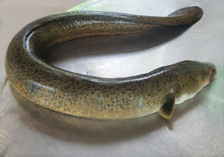 cá chình sông giá bao nhiêu 1kg