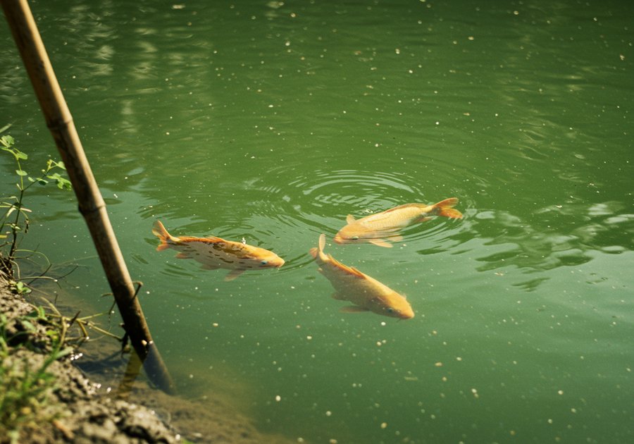 công nghệ nuôi cá chép giòn