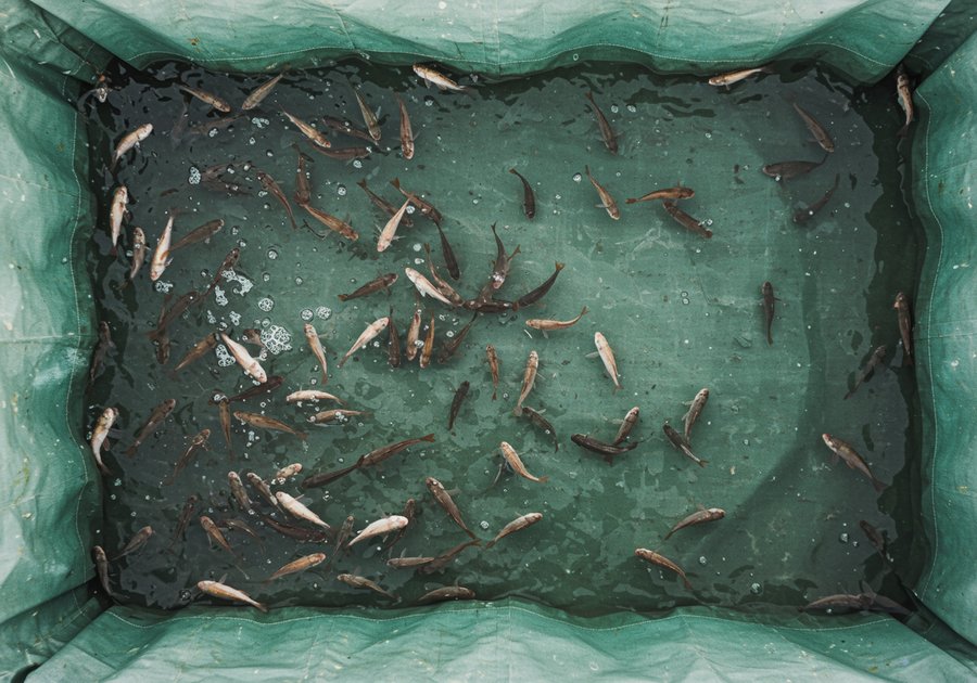 kỹ thuật nuôi cá rô đồng trong bể bạt