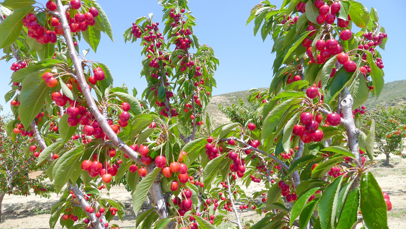 trái cherry trồng ở đâu